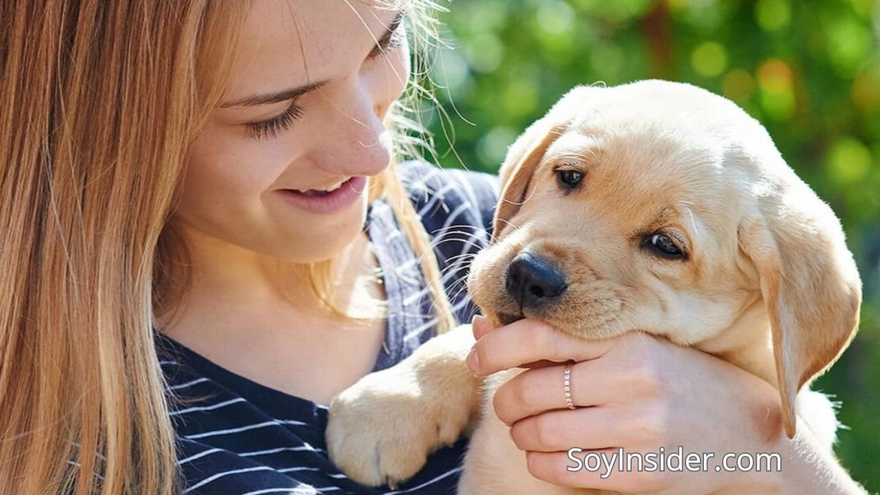 Servicios de cuidado personal o doméstico, una mujer joven cuidando un cachorro