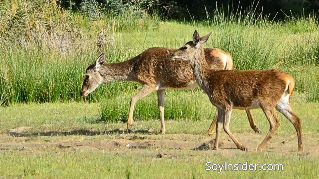El Parque Nacional de Doñana patrimonio de España para la Humanidad