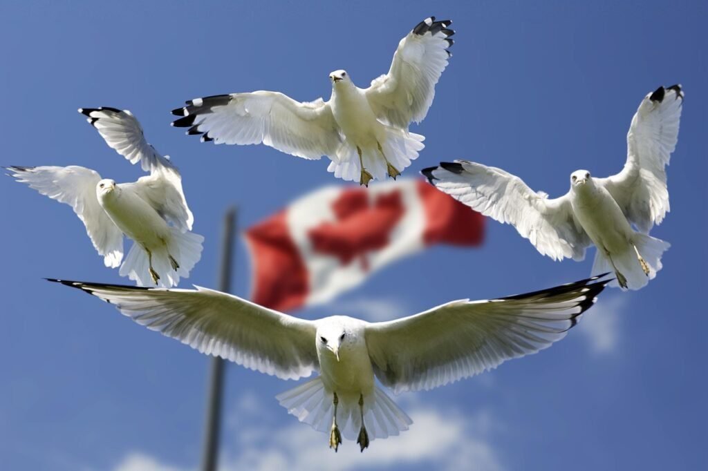 canadiences
