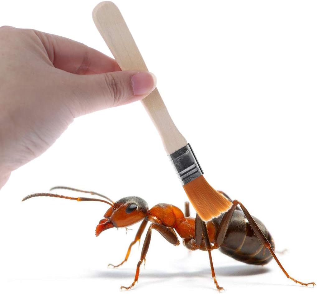 Cepillo de limpieza de madera - Barredor, alimentador, limpiador de platos - Opiniones Ddujbtp