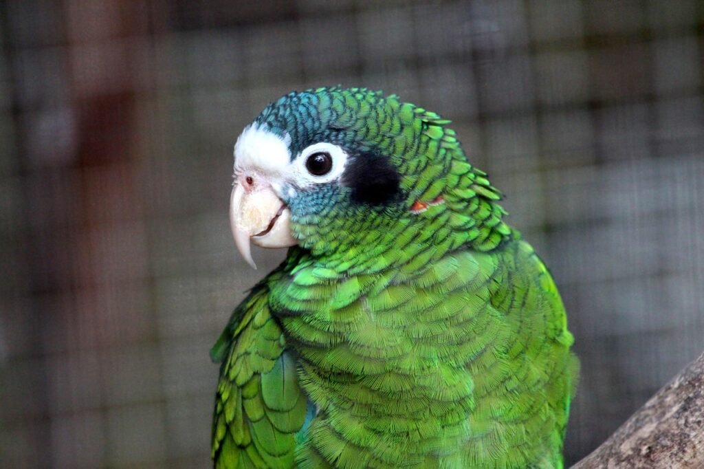 Amazonas